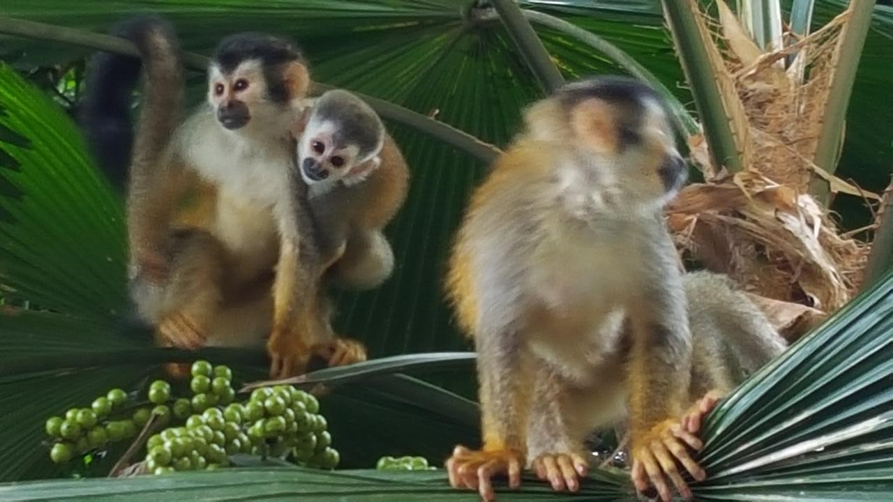 La Posada Jungle Hotel Vườn quốc gia Vườn quốc gia Manuel Antonio Ngoại thất bức ảnh